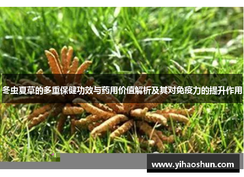 冬虫夏草的多重保健功效与药用价值解析及其对免疫力的提升作用